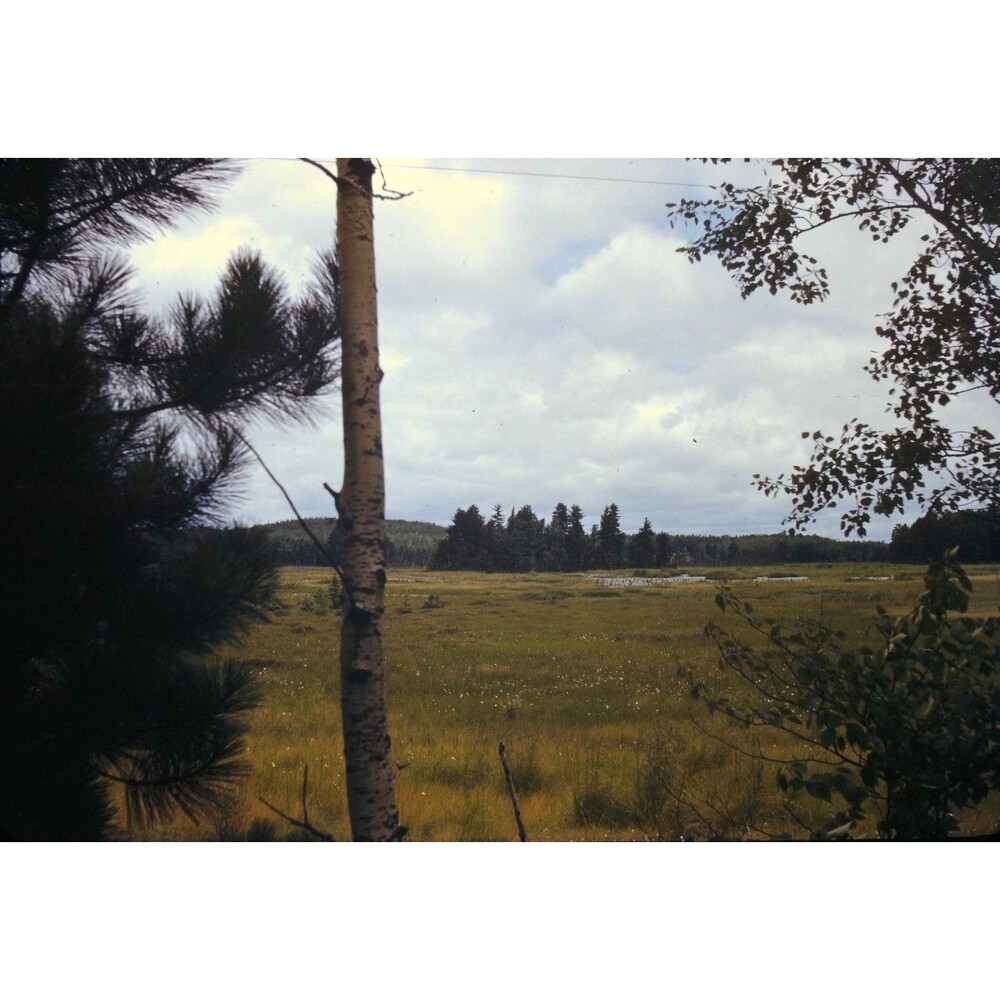 Kodak Slide 35mm 1940s Red Border, dense forest wide, open peatland ecosystem